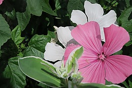 花卉,粉色,鮮花