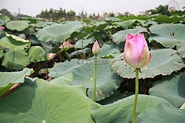花,蓮花,衣服