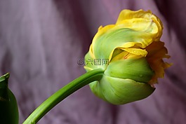 郁金香,黃色,春天