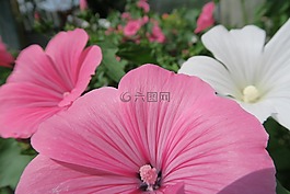 花卉,粉色,鮮花