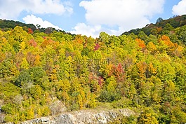 秋,葉子,秋天樹(shù)葉