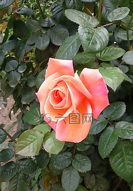 自然,玫瑰,花