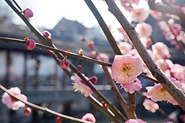 鲜花,花,梅花