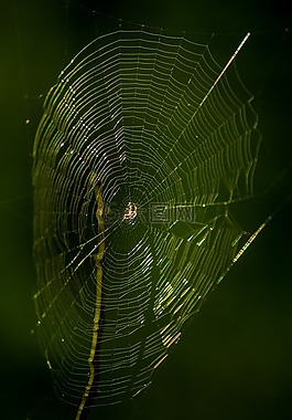 蜘蛛,蜘蛛網(wǎng),節(jié)肢動物