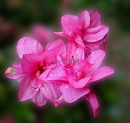 杜鹃花,开花,粉红色