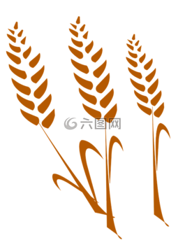 小麥,麥輪廓,繪圖