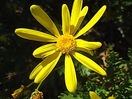 花,黃色,開花