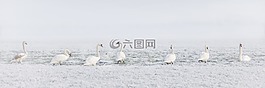 冬天,天鵝,鳥