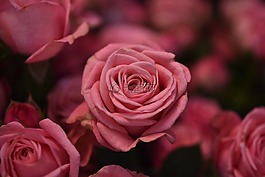玫瑰,花,花瓣