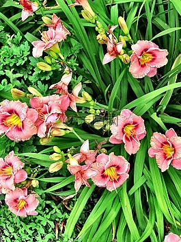 鮮花,藍(lán)脊,北卡羅萊納州