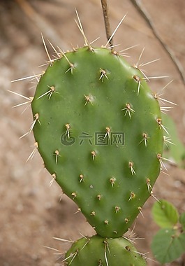 仙人掌,荊棘,性質(zhì)