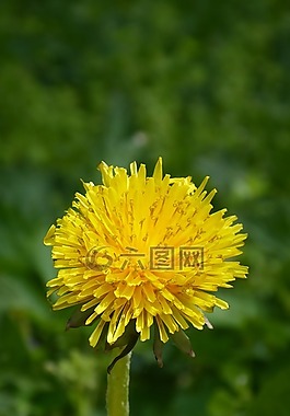 蒲公英,綠色,黃色