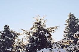 樹木,雪,冬天