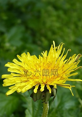 蒲公英,綠色,黃色