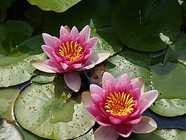 睡蓮,水,水生植物