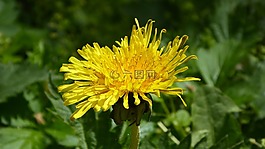 蒲公英,綠色,黃色