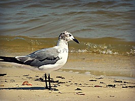 海鷗,鷗,鳥