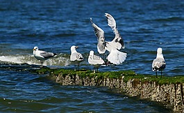 海鷗,鳥,鳥類