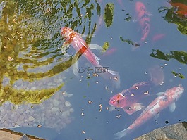 魚,錦鯉,池