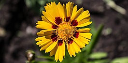花,性质,mädchenauge