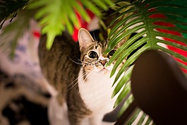 貓咪,寵物,動物