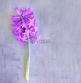 風(fēng)信子,粉紅色,花