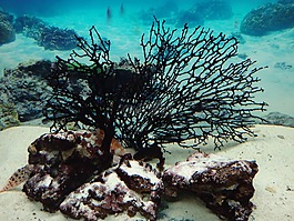 水族館,珊瑚,海