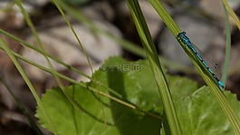 蜻蜓,池塘,昆蟲