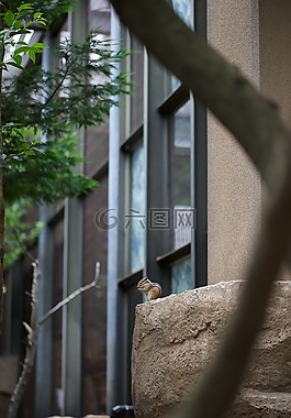 松鼠,動物園,動物