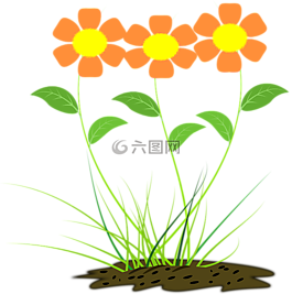 花,橙色,自然