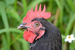 公雞,雞,鳥