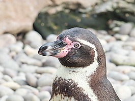 企鵝,鳥,動物園