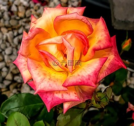 花,玫瑰,花瓣