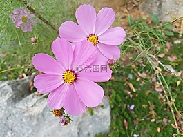 墜花,宇宙,鮮花