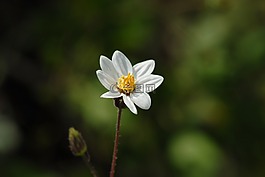 白色的花,性質(zhì),野生