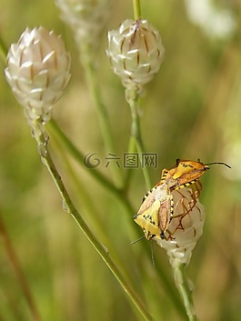 我pentatomid,斑须蝽,甲壳虫