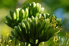 cacayas,野生的蔬菜,字段