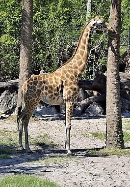 長頸鹿,動物,野生動物