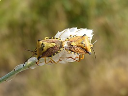 我pentatomid,斑须蝽,甲壳虫
