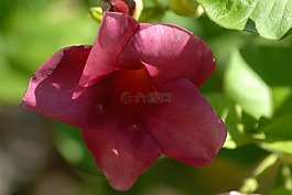 紫色的花區(qū)域,鮮花,花園