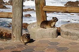南非,dassies,摊铺