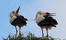 白鹳,鹳,山胡森