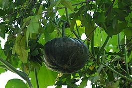 野生南瓜,蔬菜,字段