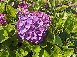繡球花,鮮花,花園