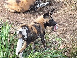 猎犬,非洲野狗,动物