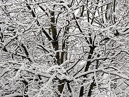 冬天,雪,樹