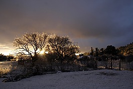 樹,云,雪