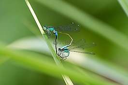 蜻蜓,宏,關(guān)閉