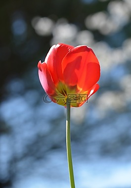 郁金香,紅色,字段