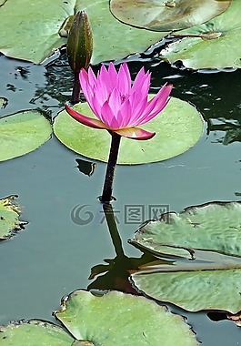 水,百合,蓮花